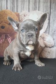 Bulldog francese blu