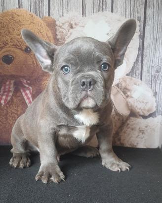 Bulldog francese blu