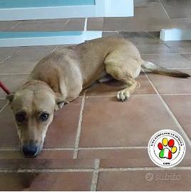 Maschio meticcio - 3 anni circa