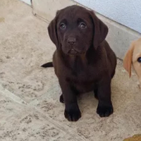 Labrador cuccioli