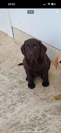 Labrador cuccioli