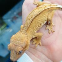 Geco della Nuova Caledonia