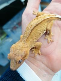 Geco della Nuova Caledonia