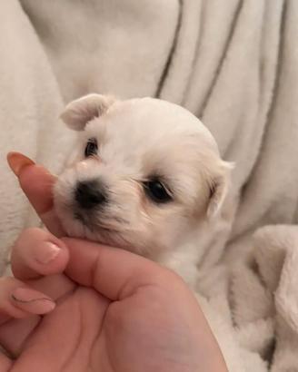 Maltese