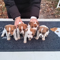 Cuccioli di Jack Russell Terrier