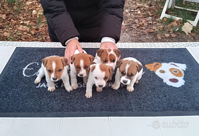 Cuccioli di Jack Russell Terrier