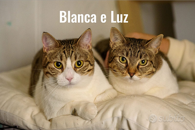 Luz e blanca