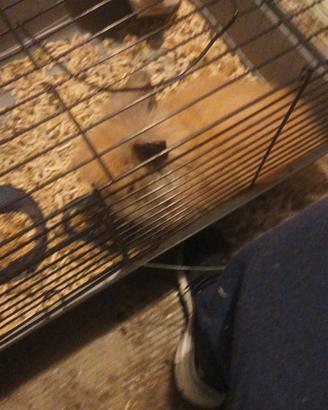 Coniglio