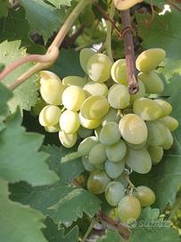 Viti da vino, piante per uva tipo Falanghina