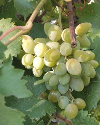 Viti da vino, piante per uva tipo Falanghina