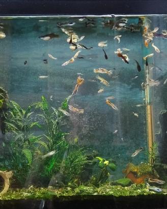 Pesci guppy
