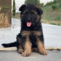Cuccioli di pastore tedesco pelo lungo