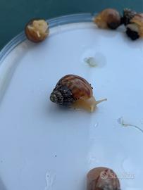 Chiocciole africane Lissacatina white jede