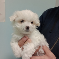 Maltese cucciolo