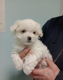 Maltese cucciolo