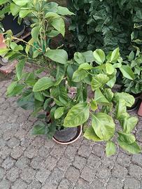 pianta di limoni 