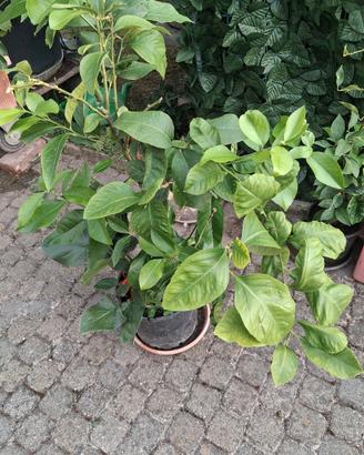 pianta di limoni 