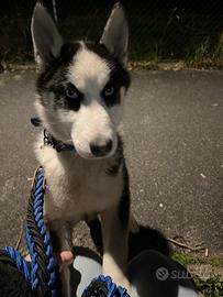 Cessione di proprietà