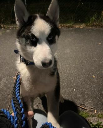 Cessione di proprietà