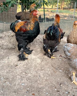 Brahma polli giganti