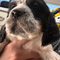 SETTER INGLESE DISPONIBILI roma