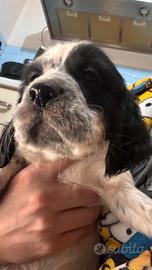 SETTER INGLESE DISPONIBILI roma