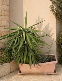 Pianta Yucca con vaso