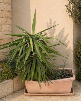 Pianta Yucca con vaso