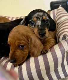 I migliori cuccioli italiani ( bassotto 2 mesi)