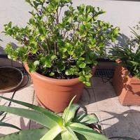 piante diverse dimensioni