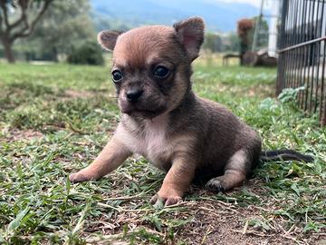 Cucciole di chihuahua