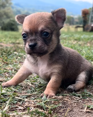 Cucciole di chihuahua