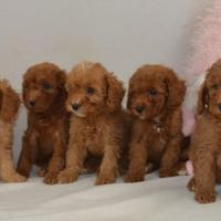 Cucciolata barboncini varie taglie