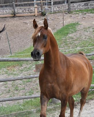 Castrone Arabo 4 anni