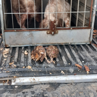 Setterina bianco arancio