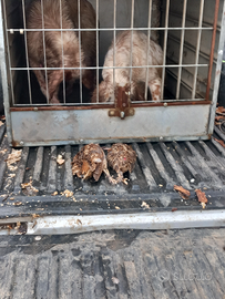 Setterina bianco arancio