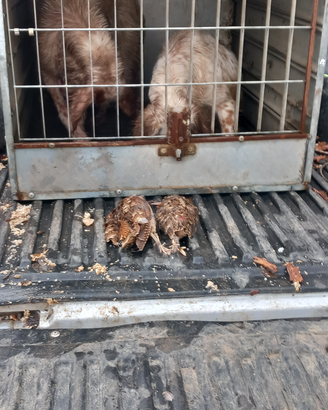 Setterina bianco arancio