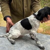 Cucciolo bracco springer per restone