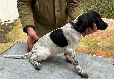 Cucciolo bracco springer per restone