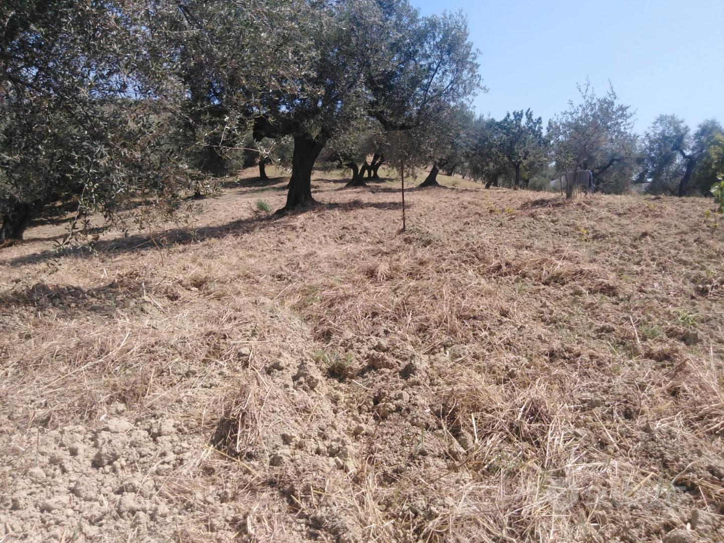 Rif. 223b terreno a moscufo - Vista 3