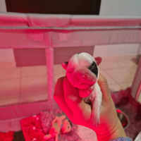 Cuccioli buldog francese