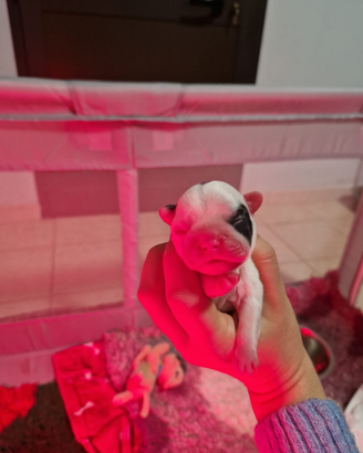 Cuccioli buldog francese
