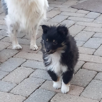 Pastore shetland il piccolo lassie in miniatura