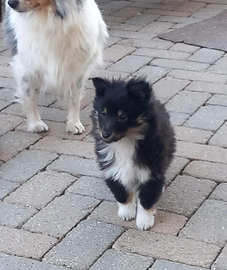 Pastore shetland il piccolo lassie in miniatura