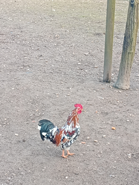 Galli e galletti