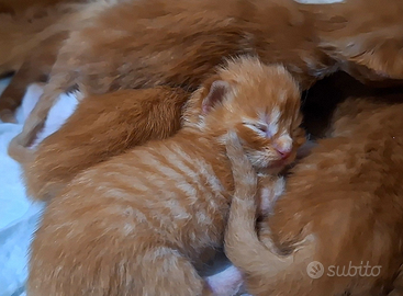 Cuccioli Maine Coon con Pedigree