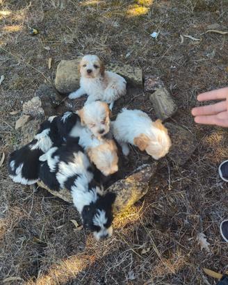 Incrocio lagotto breton
