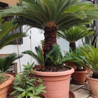 Cycas Revoluta in vaso gigante 