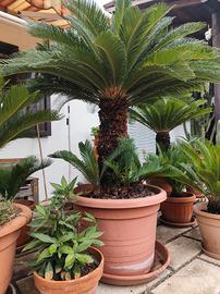 Cycas Revoluta in vaso gigante 
