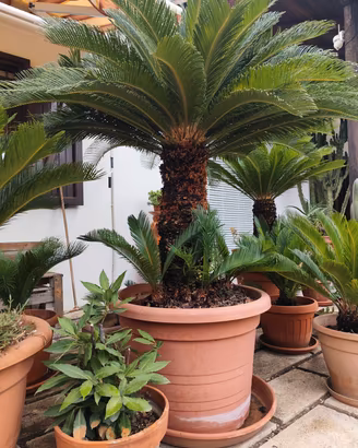 Cycas Revoluta in vaso gigante 